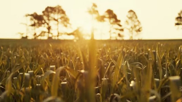 cooperativa-tradicao-lanca-campanha-de-mix-de-cobertura