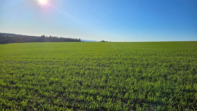 o-desafio-do-trigo-na-safra-2026-27-altos-custos-e-retracao-no-campo