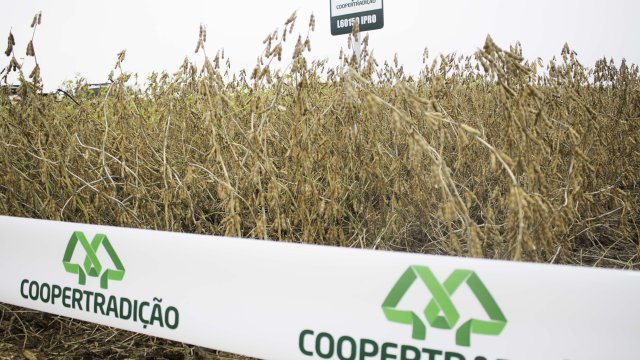 sementes-coopertradicao-promove-dia-de-campo-em-pato-branco