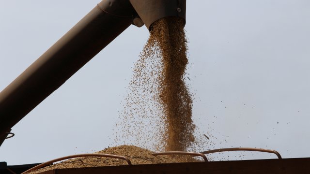 precos-de-soja-e-milho-beneficiam-produtores-no-parana
