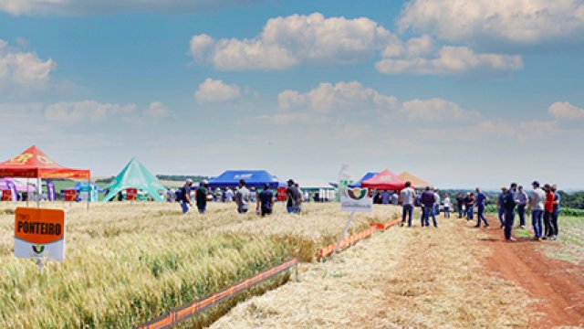 coopertradicao-realiza-dia-de-campo-da-cultura-do-trigo
