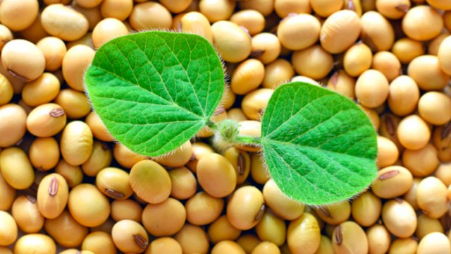 preco-de-commodities-como-soja-e-milho-deve-se-manter-alto-e-ate-subir-diz-ministra-da-agricultura