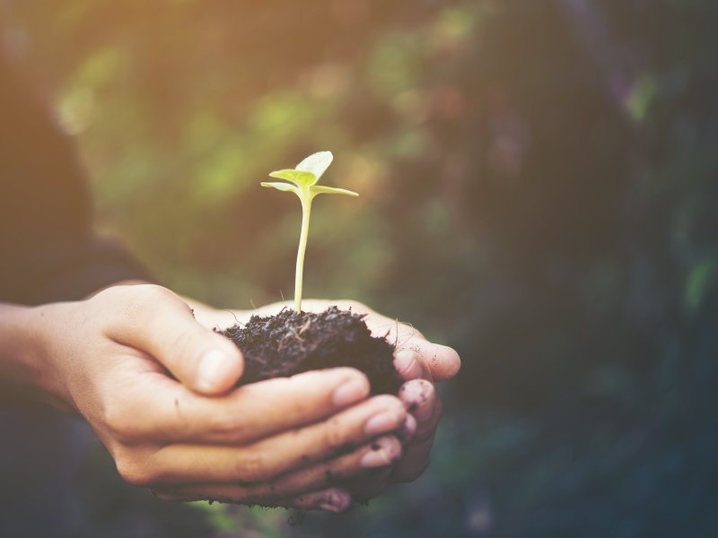 Governo disponibiliza plataforma que ajuda produtor a cumprir C�digo Florestal