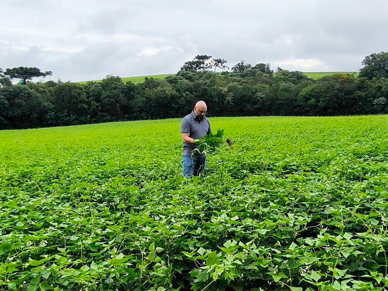 Cooperativa Tradi��o acompanha de perto o desenvolvimento das lavouras