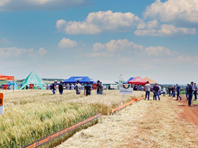 Coopertradi��o realiza Dia de Campo da cultura do Trigo 