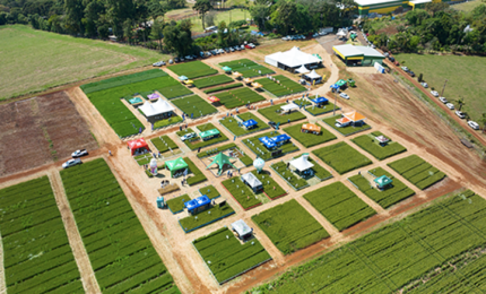 Dia de Campo de Trigo re�ne cerca de 500 pessoas 