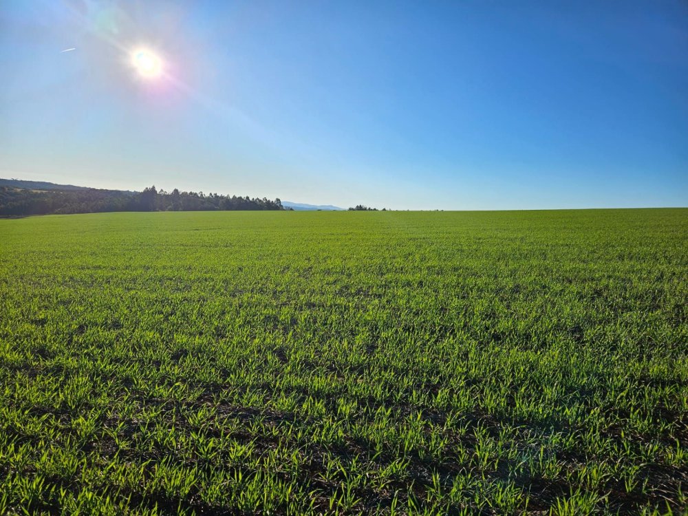 O Desafio do Trigo na Safra 2026/27: Altos Custos e Retra��o no Campo 