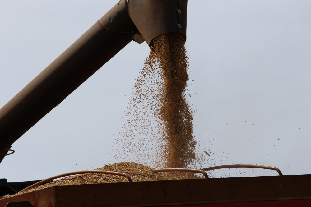 Pre�os de soja e milho beneficiam produtores no Paran�