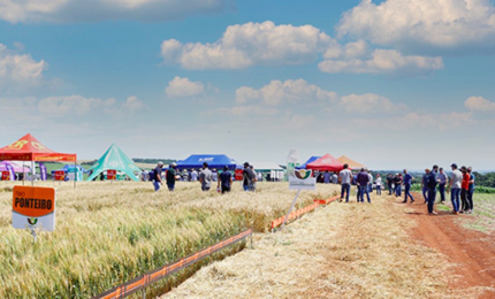Coopertradi��o realiza Dia de Campo da cultura do Trigo 