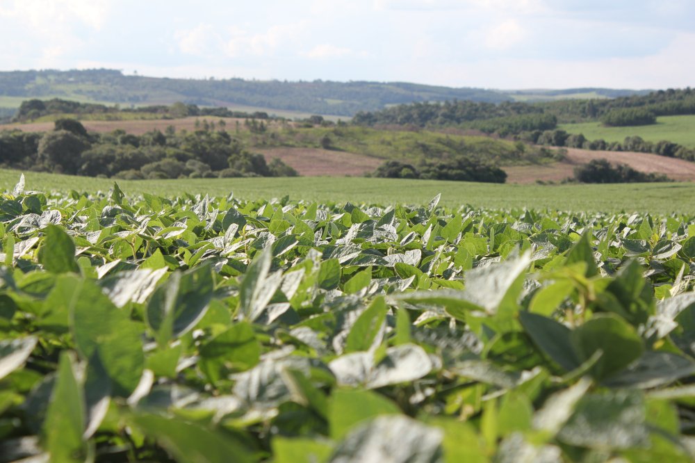 Plantio de soja 18/19 do Paran� tem in�cio mais precoce