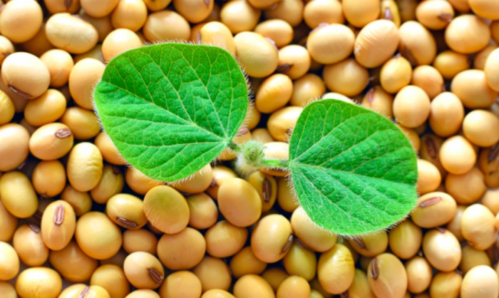 Pre�o de commodities como soja e milho deve se manter alto e at� subir, diz ministra da Agricultura